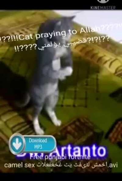 Arabfunny Reddit !!!???!!!Haram!!!???!!! اخمش لثىفث يث غخعفعلاث