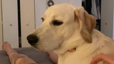 Maisie does a microgrumble before going for a much needed drink