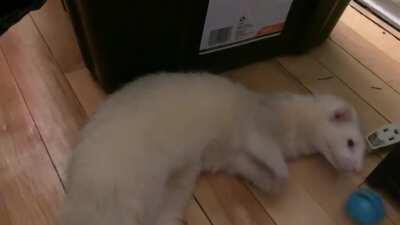 Francis with his favourite jingey ball.