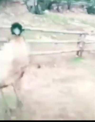 Kako slatka ptičica