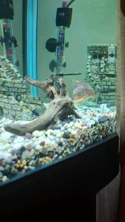 Is my Sterbi pregnant??