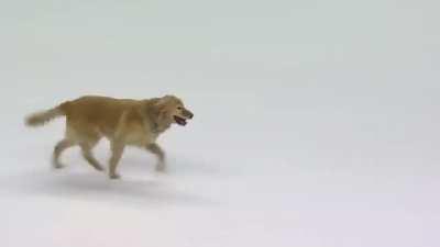 This golden retriever playing fetch with a hockey puck before an NHL game