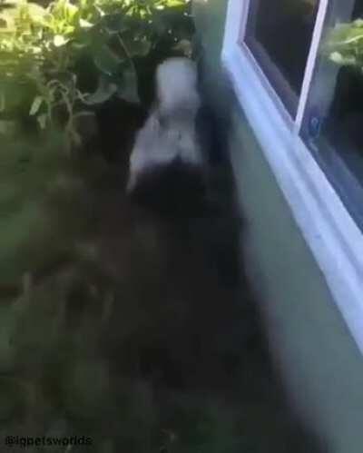 to give the Husky a bath