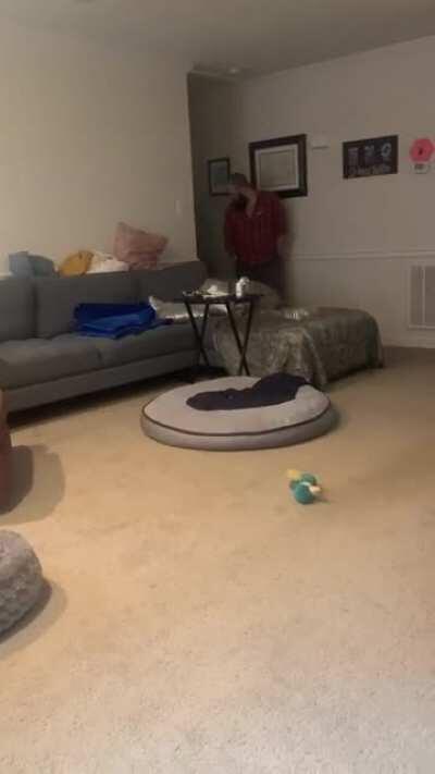 Ok, a few people were asking for a video of Poppy doing some zoomies. I never took a great video of it while she was here, but here's one my wife got while I was playing with her to get her to want to take a nap lol