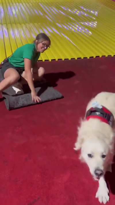 Service dogs work so hard and deserve some play time