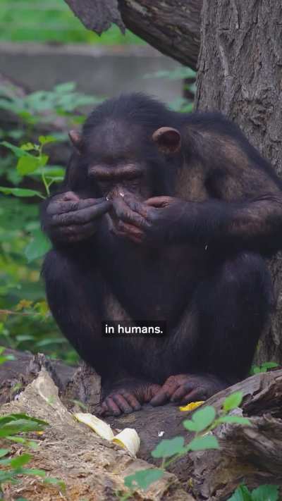 Did Drunk Apes Unlock Human Evolution?