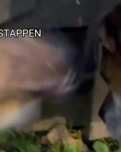 2022 F1 season be like: