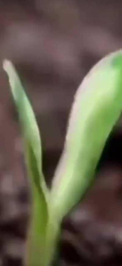 Probablemente ya lo vieron todos pero igual lo paso