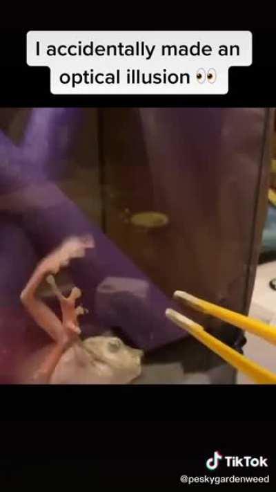 Non existent glass? - video cred: @ peskygardenweed on tiktok