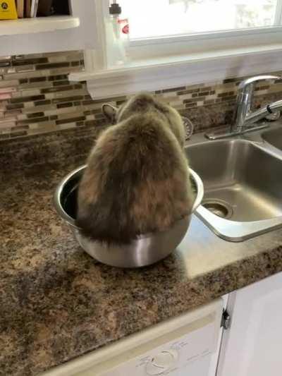 Waiter, I found a furball in my salad!