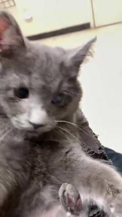 Meet Wolfie 🐺🖤 This was our first day meeting our baby. She just turned 1 this past October!