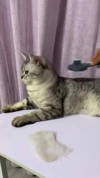 NICE CAT,NICE BRUSH,LOVE IT