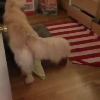 Getting his favourite blanky before bed