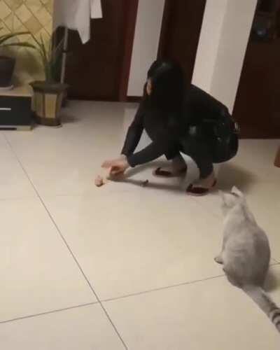 Jumping for joy cat toy