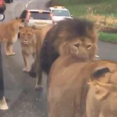 African safari tour in real life. (A very close encounter indeed)