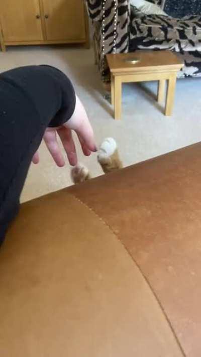 She attempts to catch her prey