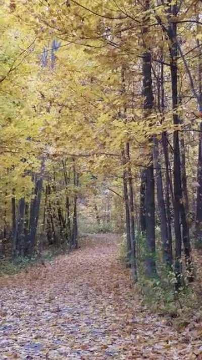 The forest is busy today