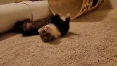 Got a ferret a week ago. Meet Fiona.