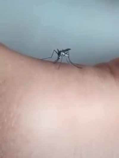 Noob mosquito trying its best