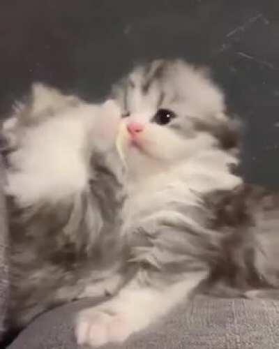 Playful siblings fights