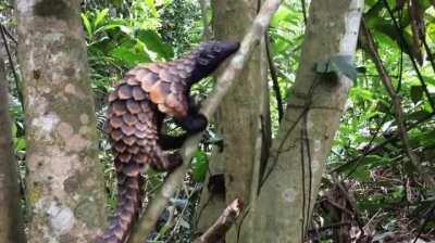 Just in case you've never seen a Pangolin climbing a tree before.