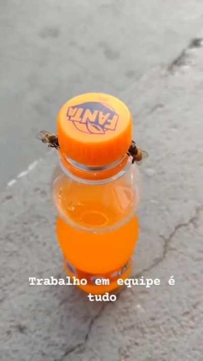 This couple of intelligent bees opening a bottle