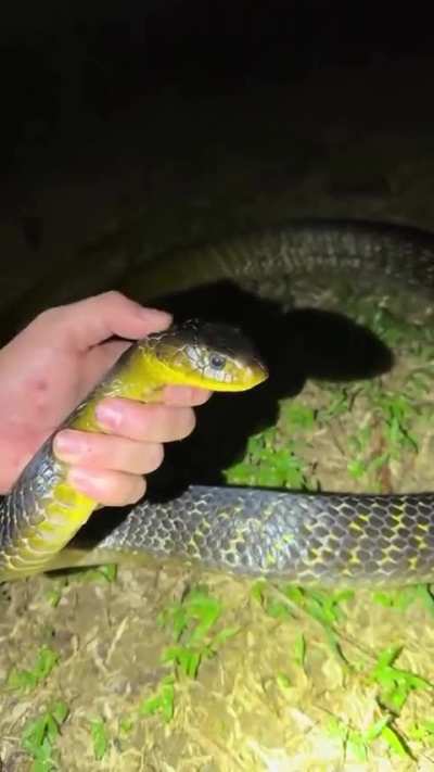 This guy yoinked a huge anaconda!