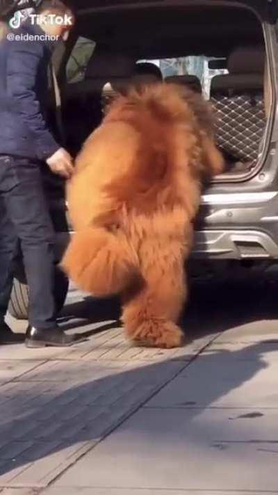 This bear pretending to be a mastiff