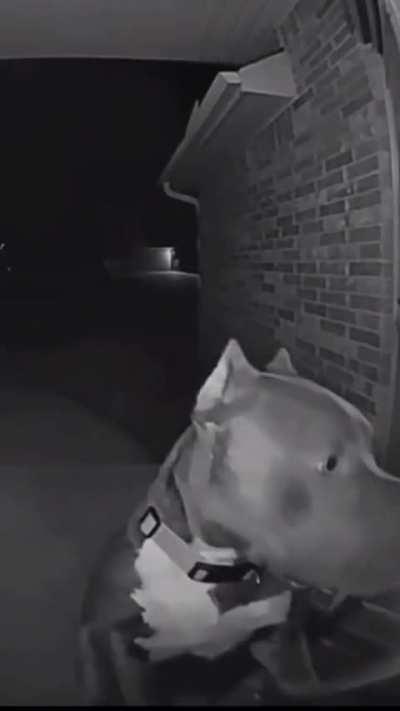 When your neighbor’s dog rings your doorbell at 4am.