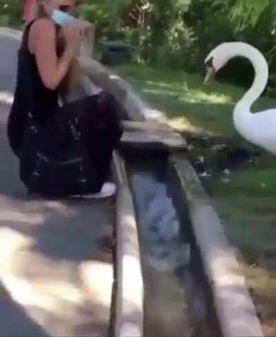 SLPT DON'T KNOW HOW TO WEAR A MASK? FIND THE NEAREST SWAN TO HELP YOU OUT!
