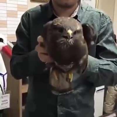 Hawk's heads are super precise with stabilization because they have to keep their heads on their prey through winds.....