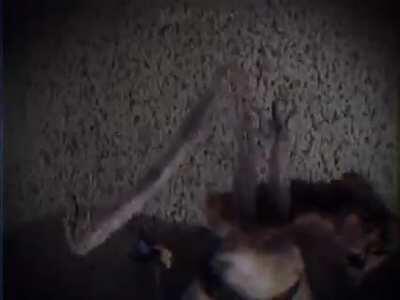 cursed_Nelson's brother