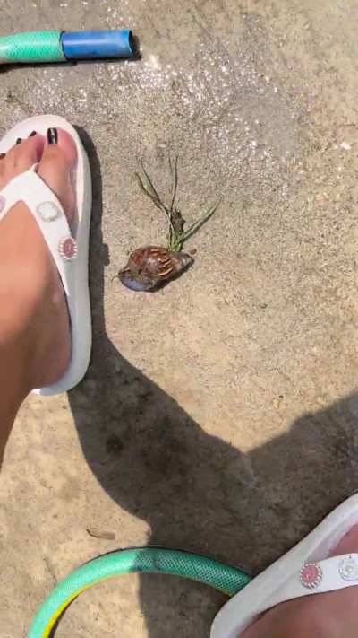 Just another random BIG snail crush at farm.