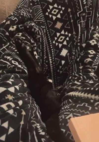 Unwillingly sucked into the cat dimension