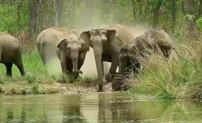 The moment a baby elephant falls into the water… and the whole herd goes into rescue mode. Unreal.