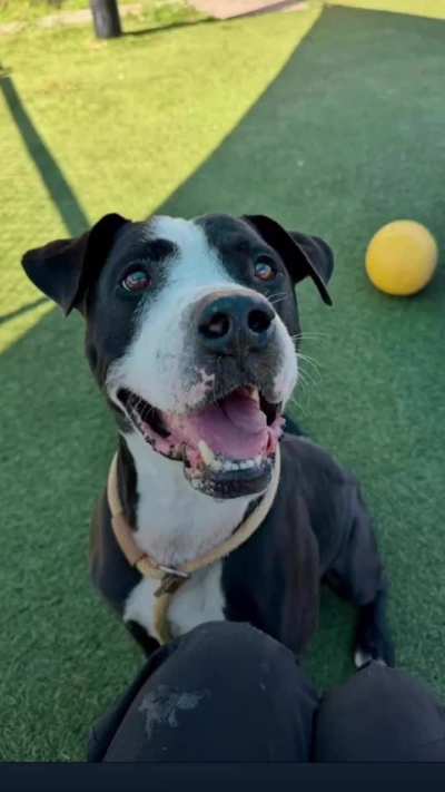 URGENT! PLEASE HELP! Manolo only has until TUESDAY 11/4 to find an ADOPTER or FOSTER/RESCUE/PLEDGES. He is on the EUTHANASIA LIST at Orange County Animal Services in ORLANDO, FL. Please dm  /u/biancamission if you can foster sweet Manolo for a rescue. Ple