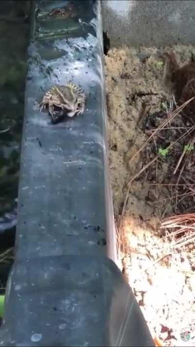 Some beetles release really noxious chemicals when attacked