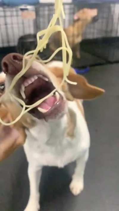 When I dropped Ella off at daycare they asked if I wanted to sign her up for “spaghetti video day” I had no idea what that meant but knew it would be amazing!