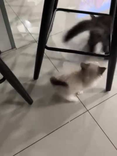 are my kittens fighting?