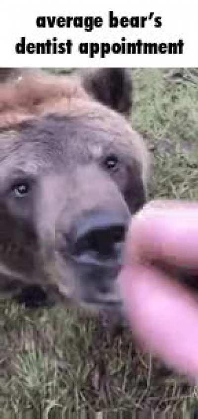 it will cost him thousands (grizzly bears are native to North America)