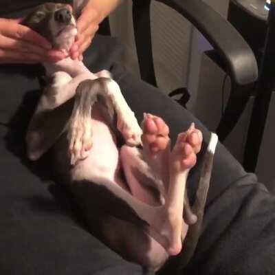 Got the human trained well