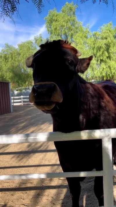 They love getting cookies