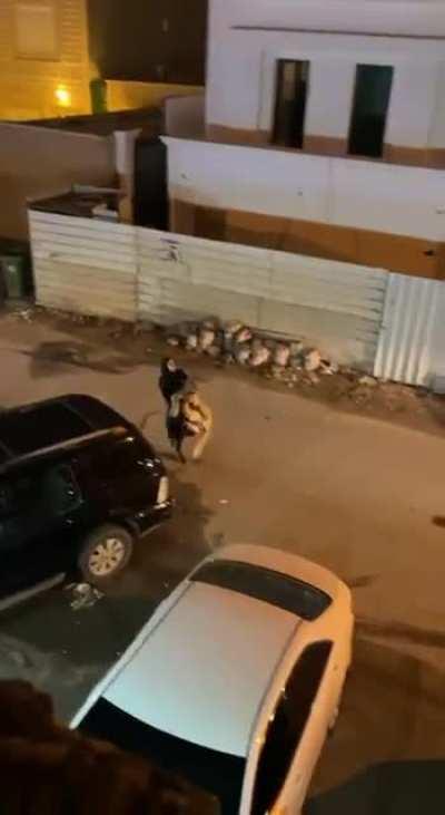 Just a girl and her cat walking down the street