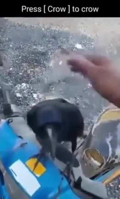 Elden ring gameplay like