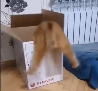 Those legs make me giggling