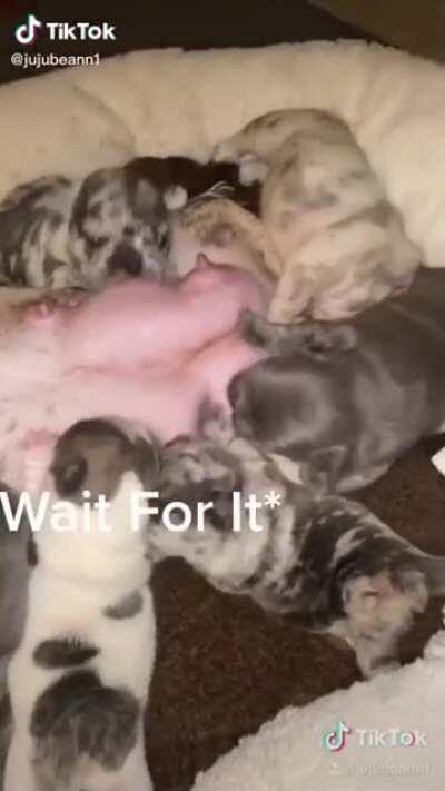 Why my milk salty, ma?