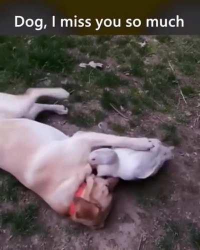 Duck mauls doggo