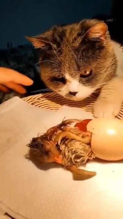 The cat protects and incubates the eggs to hatch them..