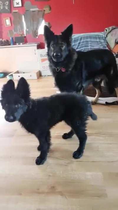 Like father, like son