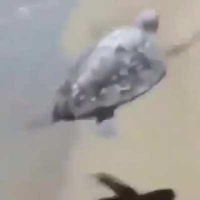 Life could be a dream